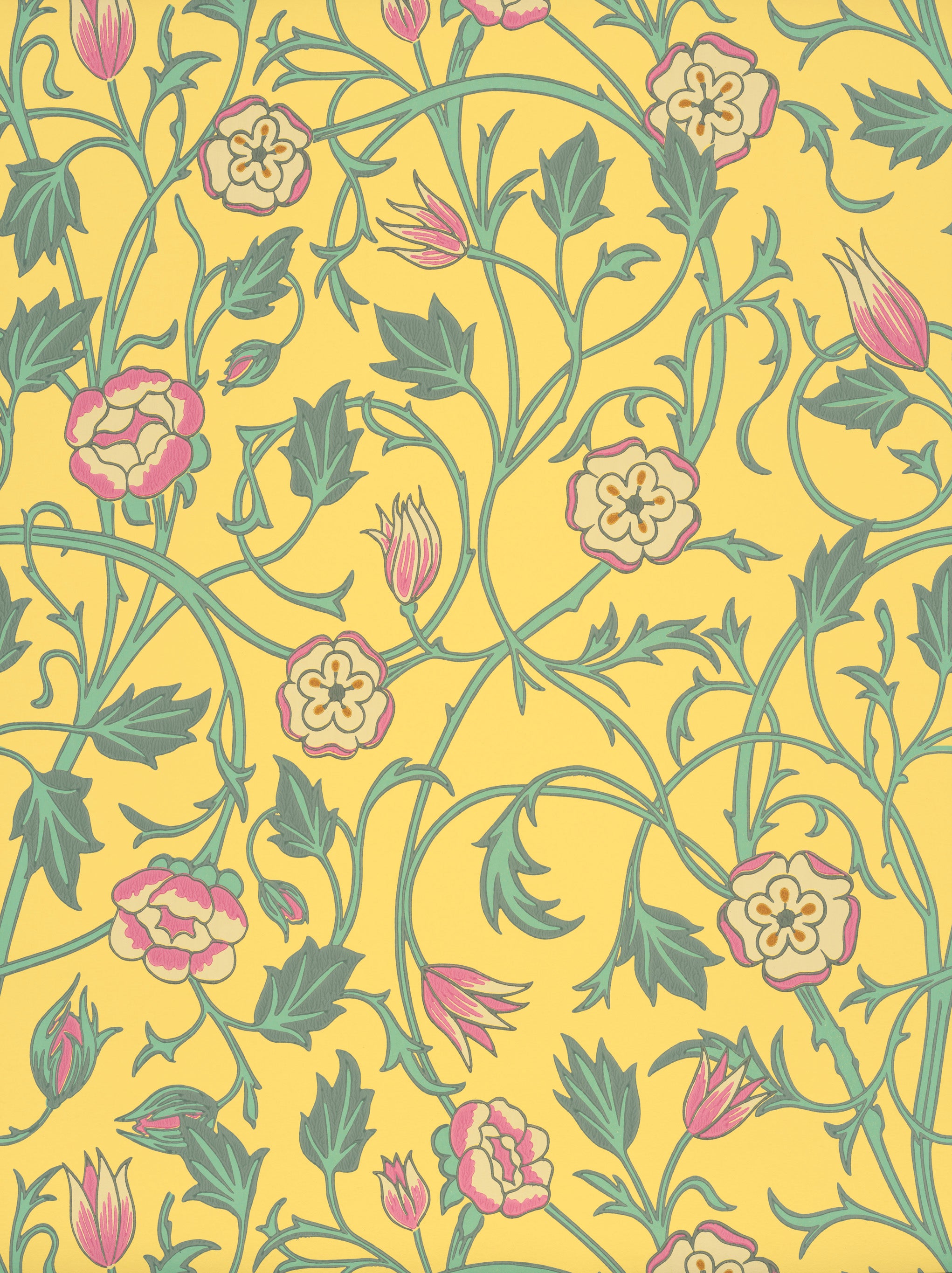 MAY'S TULIP