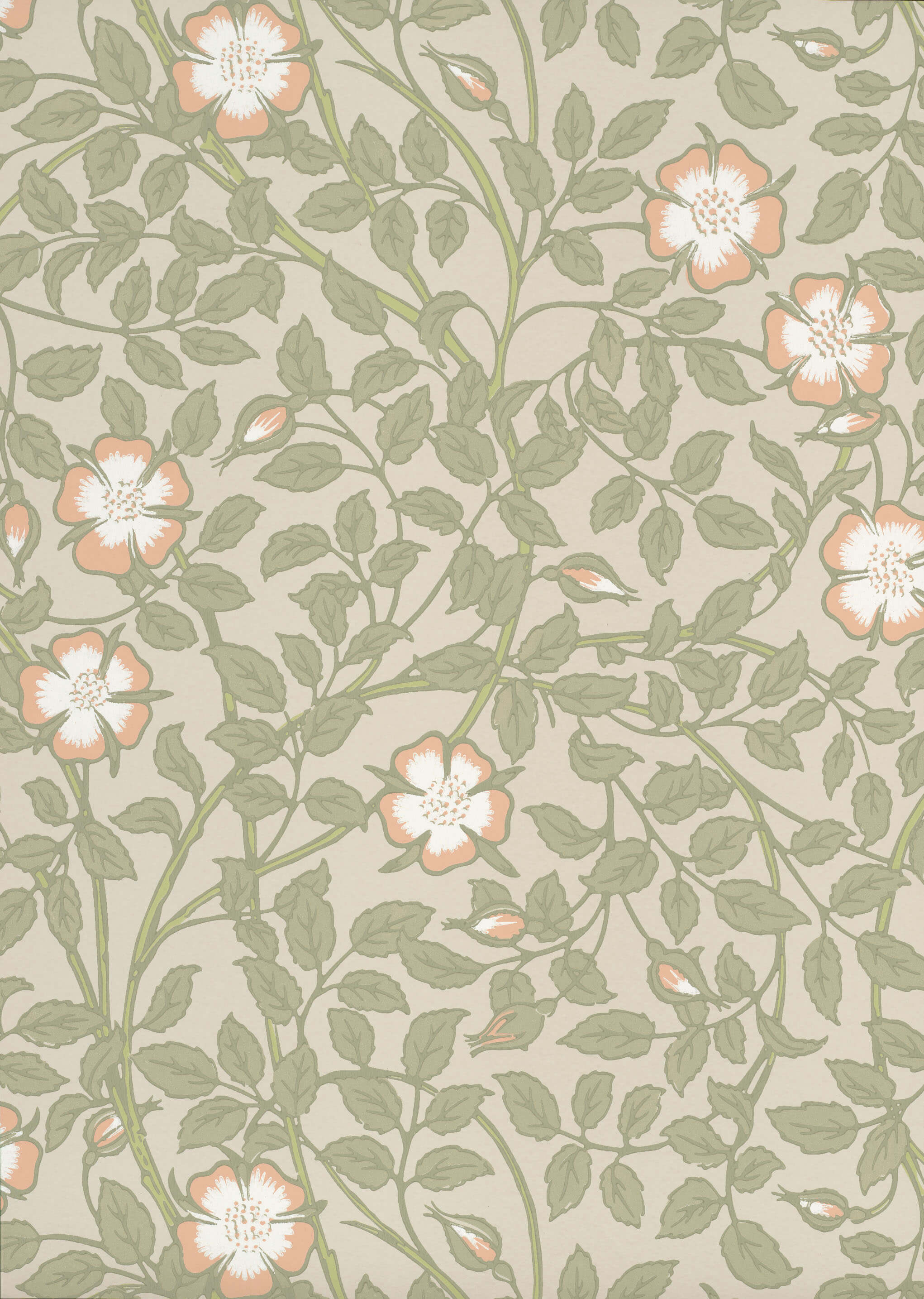 BRIAR ROSE