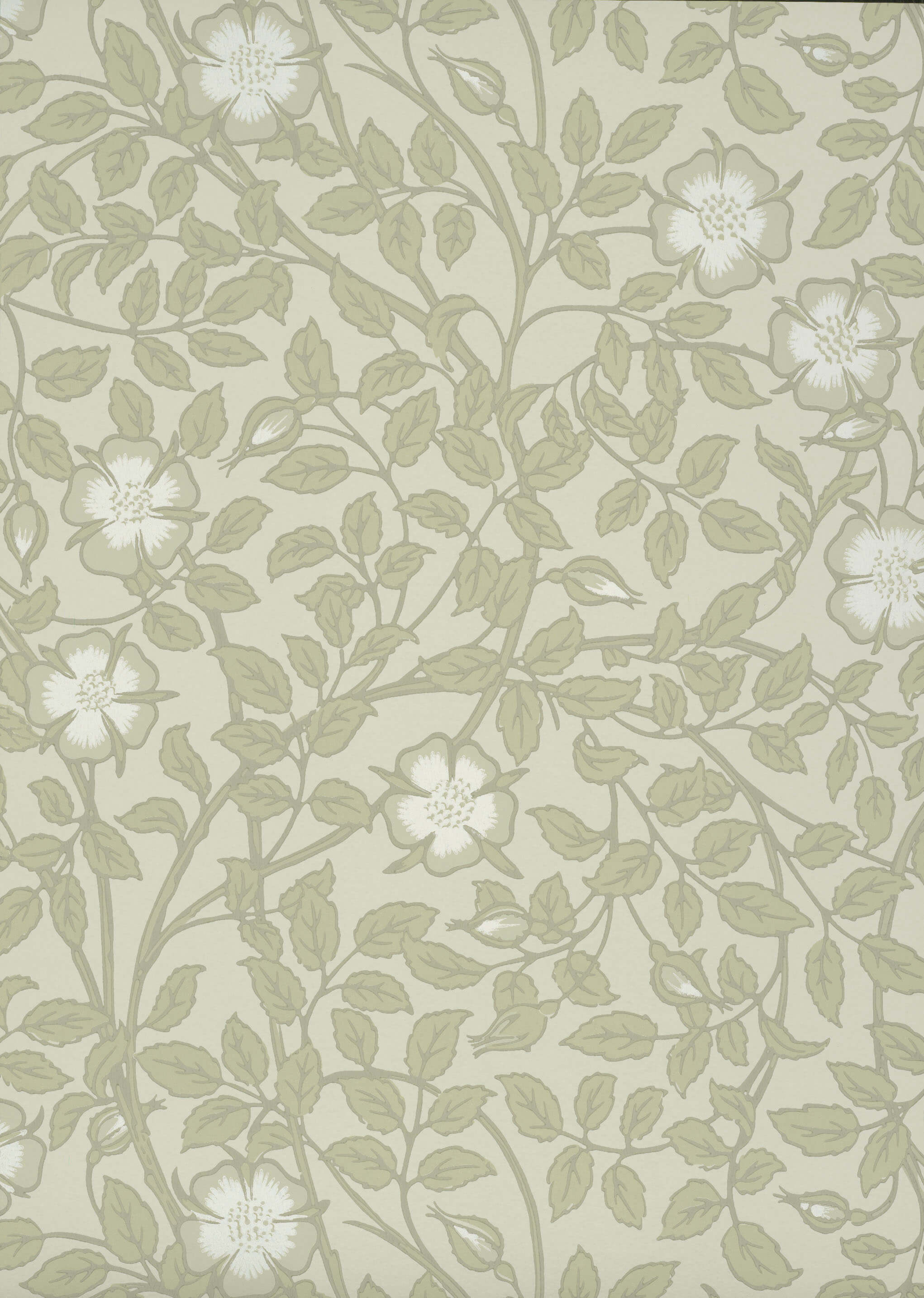 BRIAR ROSE